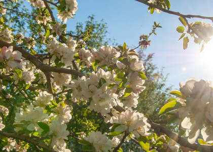 春天苹果树盛开的枝条。 博克绿色背景上开花的树木早午餐照片。 一棵苹果树的开花树。 春季季节