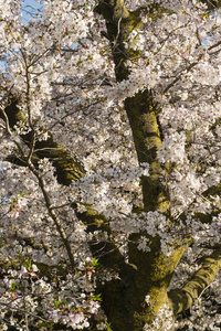 日本的樱花树的花朵