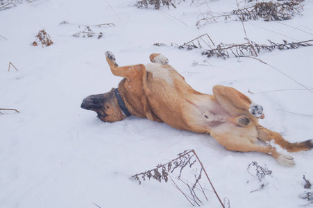 一只狗在地上翻滚，享受着地上的雪。