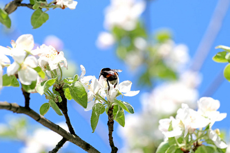 春天的花朵授粉的苦工蜜蜂采蜜图片