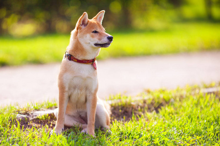 年轻 shiba inu 坐在公园里