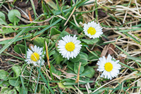 初春草地上的一些雏菊花