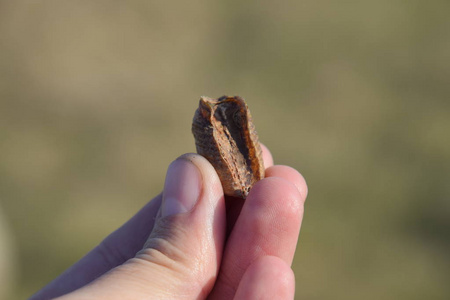 人类达格瑟尔人类手中的一堆螳螂. 检查奥瑟卡. 昆虫在茧中产卵过冬.