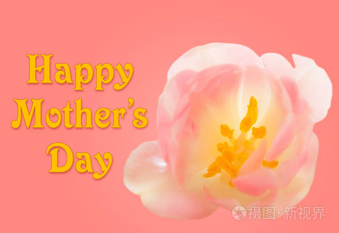 快乐的母亲节背景与郁金香花