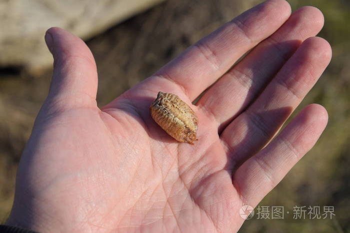 人类手中的螳螂堆检查奥索卡昆虫在茧中产卵过冬