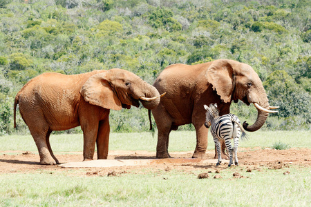 大象喝水时眼还盯斑马