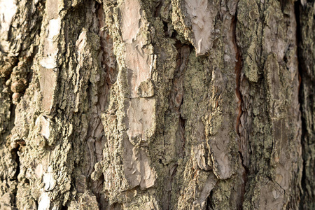 桦树皮在裂缝纹理和背景