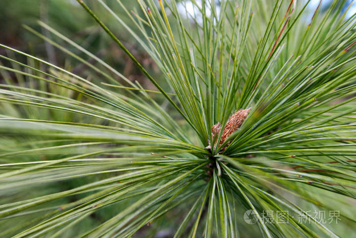 树上的松树针