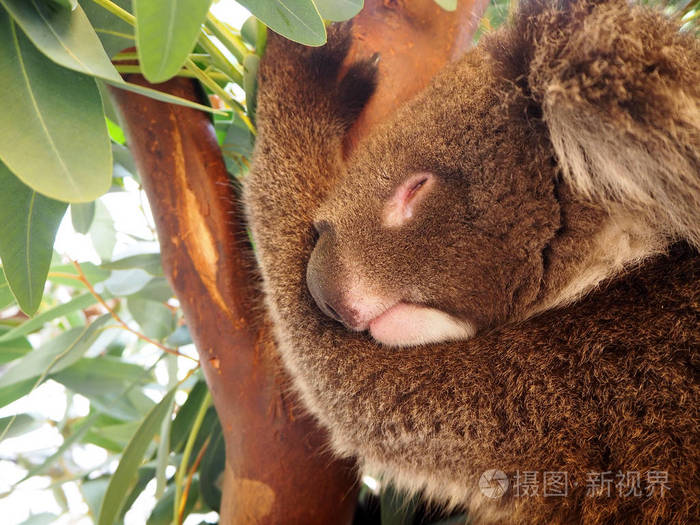 无尾熊睡在一棵树在湖公园,澳大利亚