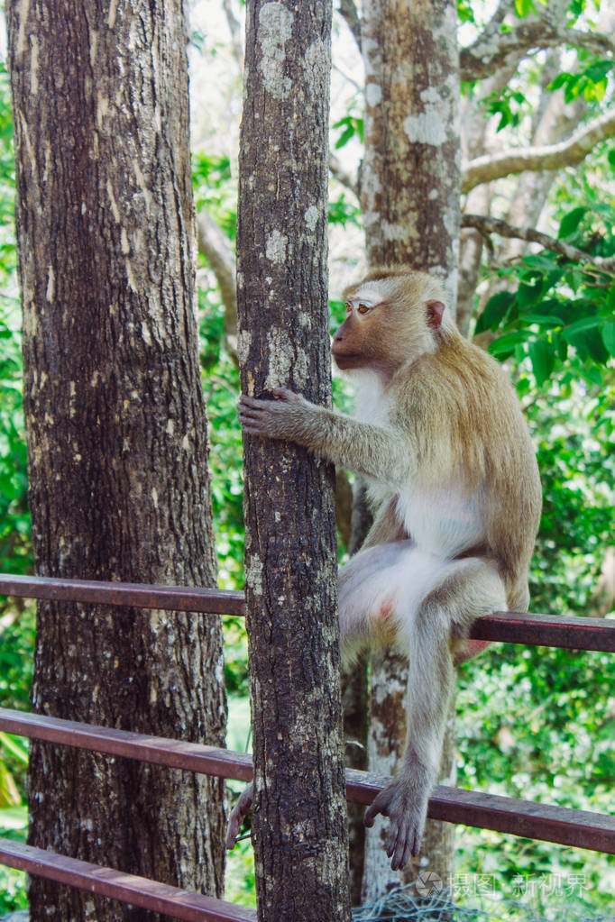 这只猴子坐在树上这只猴子坐在和拥抱