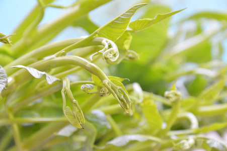 接近水菠菜新鲜蔬菜