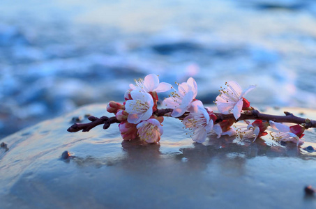 樱花打击海
