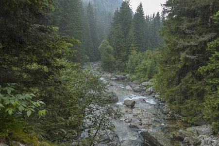 在森林针叶树和伊斯卡河雨与蒸汽从温暖的巨石, 里拉山