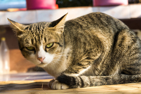 可爱的传统猫坐在阳光户外