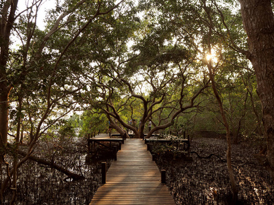 木桥在红树林的方式研究自然