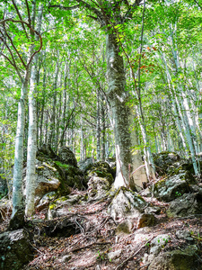 意大利托斯卡纳蒙特阿米塔丘陵和森林高动态范围HDR景观