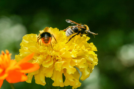橙色，黄色字段花与一只蜜蜂