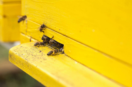 蜜蜂采集花粉的磨练图片