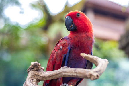 野生鹦鹉鸟。在印度尼西亚巴厘岛动物园多彩鹦鹉