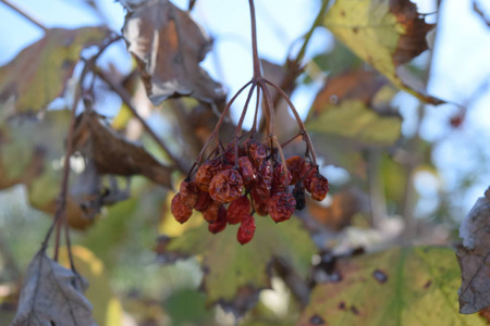 雪球山楂树枝上一种振动的干浆果. 夏天的枫树照片