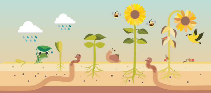 从种子到种子植物生长过程照片