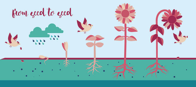 从种子到种子植物生长过程