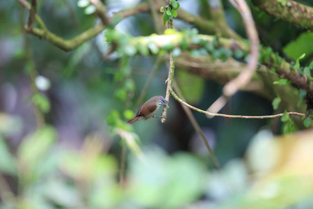 加粗条纹雀画眉 Macronus bornensis 在马来西亚婆罗洲，