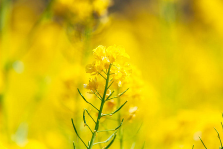 日本油菜花