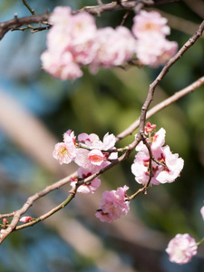 梅花在日本