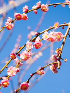 梅花在日本