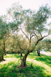 橄榄树园林和花园在黑山