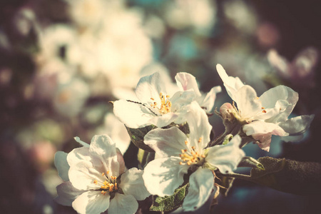 春天苹果开花的树过滤