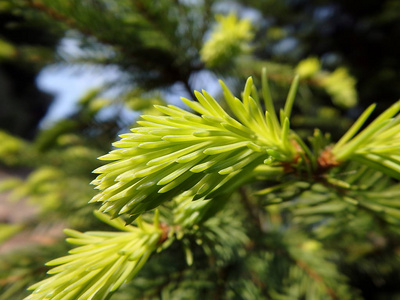 针叶小枝绿色小枝云杉照片