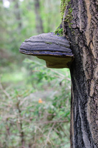 药用蘑菇生长在秋天的树林