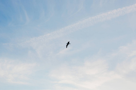 在天空中飞翔的海鸥。黑山