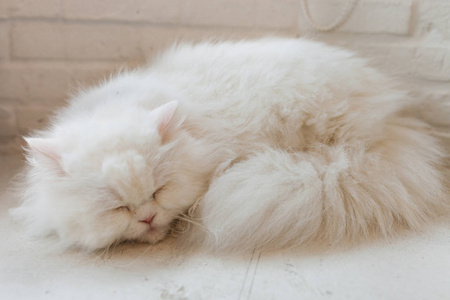 可爱的小猫咪小猫睡觉照片