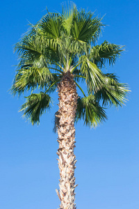 完美的棕榈树美丽的蓝色的天空