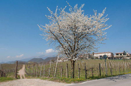 在 prosecco 葡萄园山的春天风景