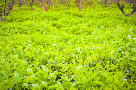 明亮的茶园在印度