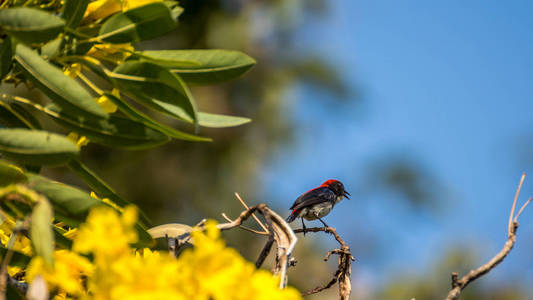 一棵树上的鸟 猩红支持 Flowerpecker