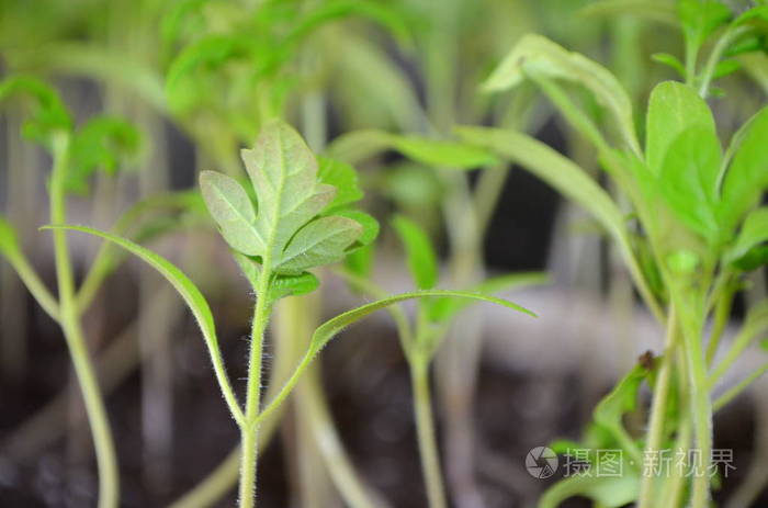 番茄生长在温室条件下的小树苗