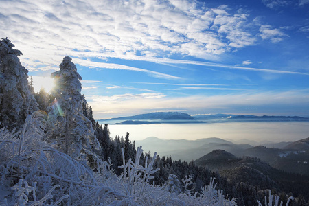 冬季景观与杉木树由 Postavaru 山，波亚纳布拉索夫度假村，罗马尼亚大雪覆盖的森林