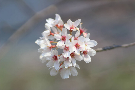 美丽的樱花，白色樱花花