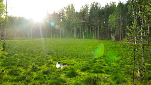 森林里被水淹的杂草丛生的湖。北方森林景观。绿色夏季照片