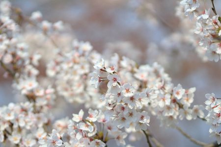春天的樱花粉色花朵图片