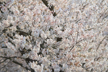春天的樱花粉色花朵