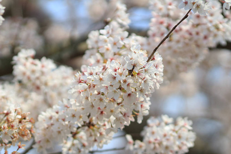 春天的樱花粉色花朵