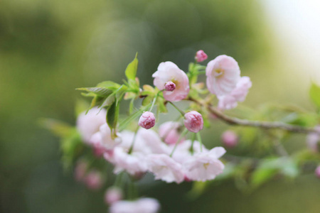 京都的春花