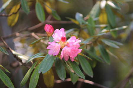 春天的樱花粉色花朵