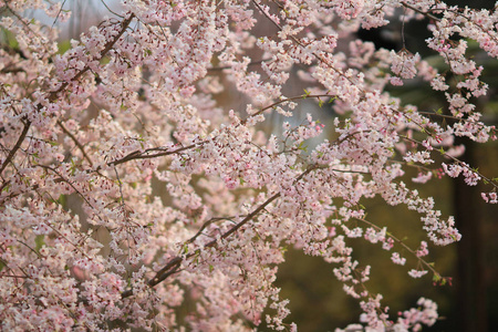 樱花在九纳寺京都